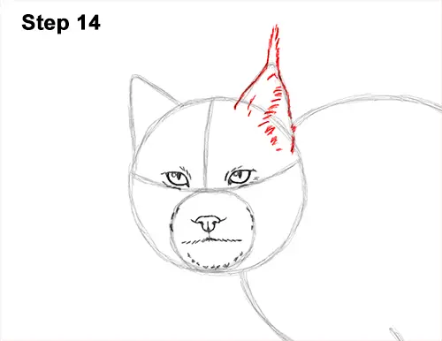 How to Draw Canada Lynx Cat Bobcat Wildcat 14