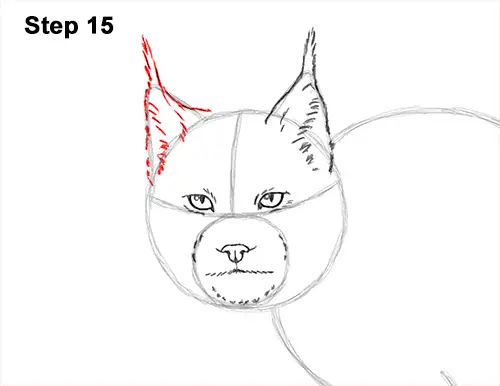 How to Draw Canada Lynx Cat Bobcat Wildcat 15