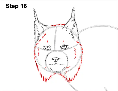 How to Draw Canada Lynx Cat Bobcat Wildcat 16