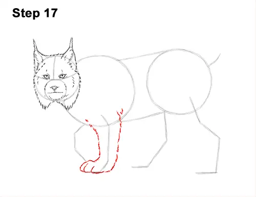 How to Draw Canada Lynx Cat Bobcat Wildcat 17