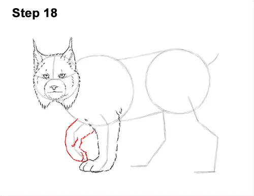 How to Draw Canada Lynx Cat Bobcat Wildcat 18