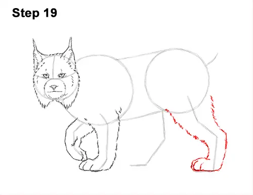 How to Draw Canada Lynx Cat Bobcat Wildcat 19