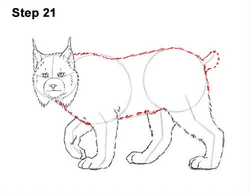 How to Draw Canada Lynx Cat Bobcat Wildcat 21
