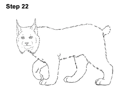 How to Draw Canada Lynx Cat Bobcat Wildcat 22