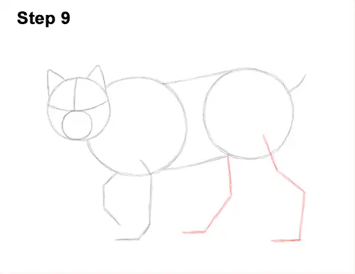 How to Draw Canada Lynx Cat Bobcat Wildcat 9