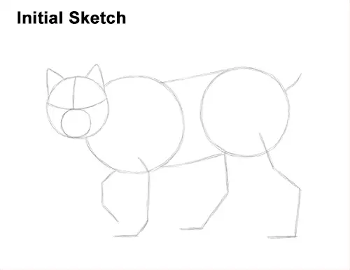 How to Draw Canada Lynx Cat Bobcat Wildcat Guide Lines