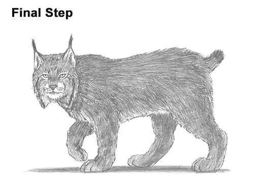 How to Draw Canada Lynx Cat Bobcat Wildcat