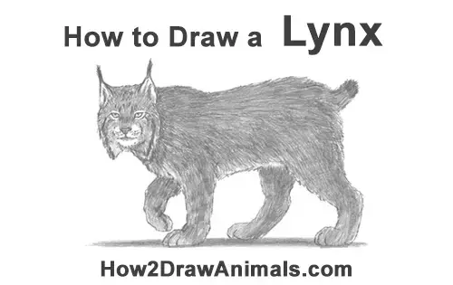 How to Draw Canada Lynx Cat Bobcat Wildcat