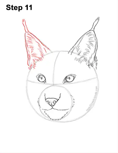 How to Draw a Lynx Bobcat Head Face Portrait 11