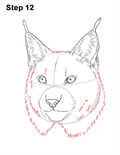 How to Draw a Lynx Bobcat Head Face Portrait 12