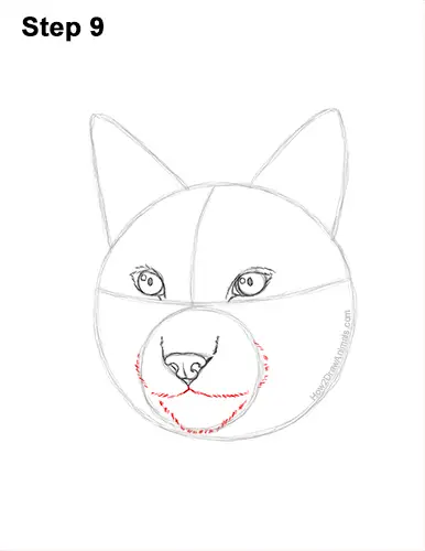 How to Draw a Lynx Bobcat Head Face Portrait 9