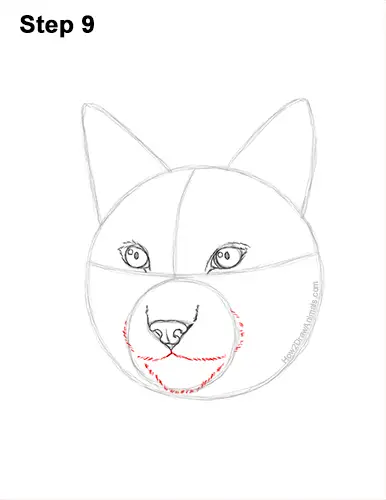 How to Draw a Lynx (Head Detail) VIDEO & Step-by-Step Pictures