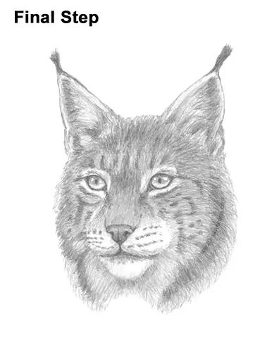 How to Draw a Lynx Bobcat Head Face Portrait. 
