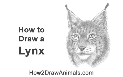 How to Draw a Lynx Bobcat Head Face Portrait