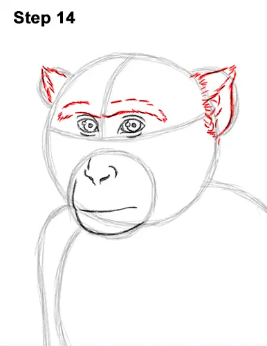 How to Draw a Rhesus Macaque Monkey Sitting 14