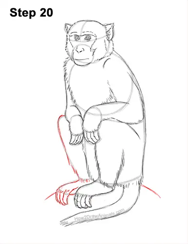 How to Draw a Rhesus Macaque Monkey Sitting 20