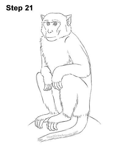 How to Draw a Rhesus Macaque Monkey Sitting 21