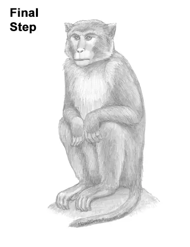 How to Draw a Rhesus Macaque Monkey Sitting