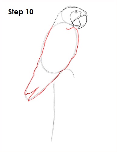 How to Draw a Scarlet Macaw VIDEO & Step-by-Step Pictures