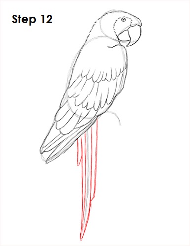 Draw Scarlet Macaw 12