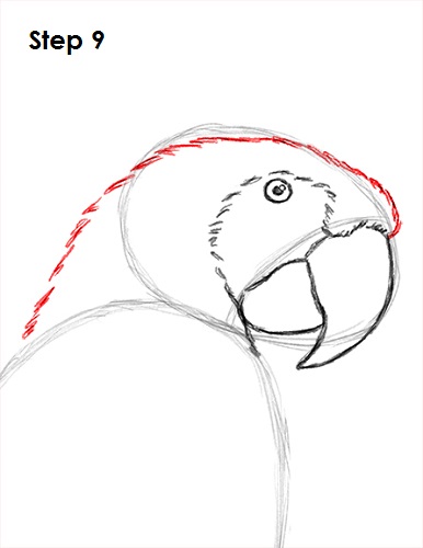 Draw Scarlet Macaw 9