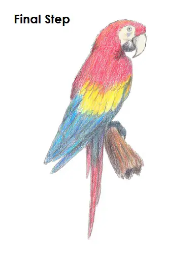 How To Draw A Macaw Step By Step Easy Its Scientific Name Is Ara Macao