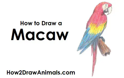 Featured image of post Realistic Parrot Drawing Step By Step To watch more painting demonstrations subscribe this