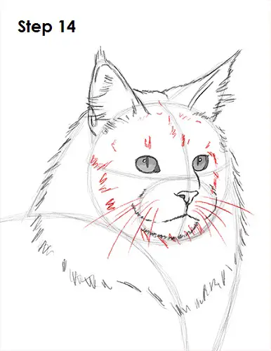 Draw Maine Coon Cat 14