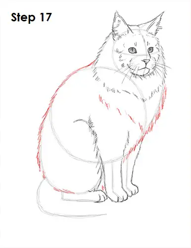 Draw Maine Coon Cat 17