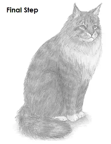 Draw Maine Coon Cat