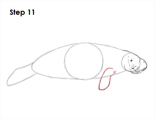 Draw Manatee 11