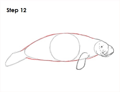 Draw Manatee 12