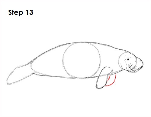 Draw Manatee 13