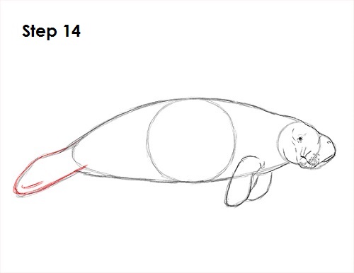 Draw Manatee 14