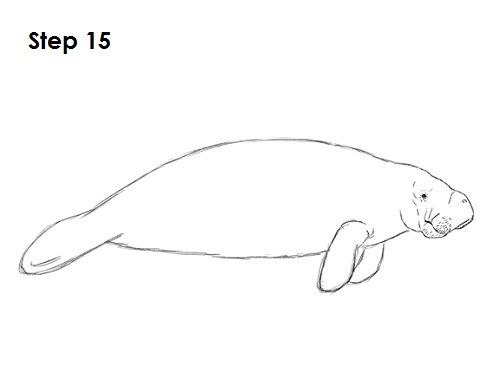 Draw Manatee 15