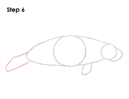 Draw Manatee 6