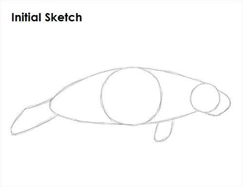 Draw Manatee Sketch