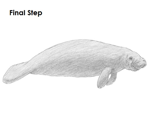 Draw a Manatee