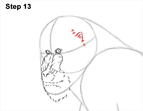 How to Draw Male Mandrill Baboon Monkey Walking 13