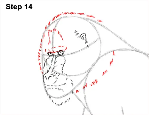 How to Draw Male Mandrill Baboon Monkey Walking 14