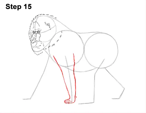 How to Draw Male Mandrill Baboon Monkey Walking 15
