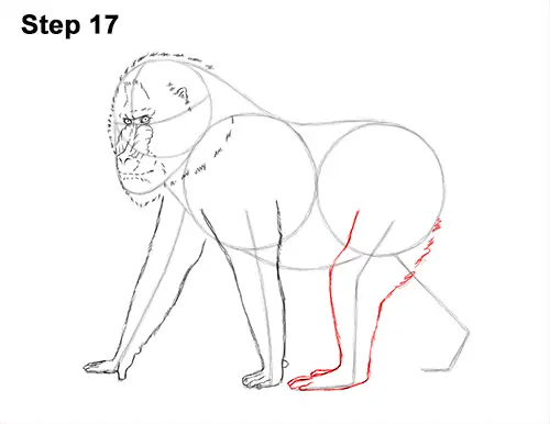 How to Draw Male Mandrill Baboon Monkey Walking 17
