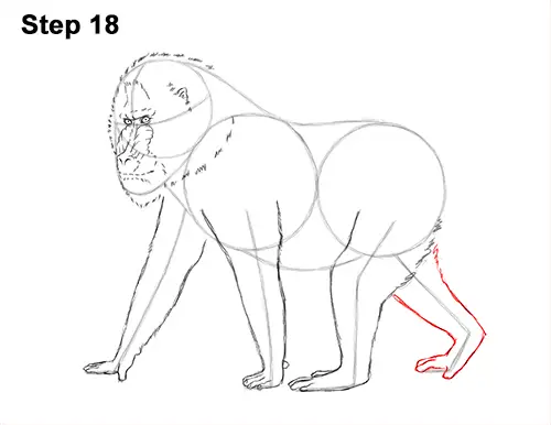 How to Draw Male Mandrill Baboon Monkey Walking 18