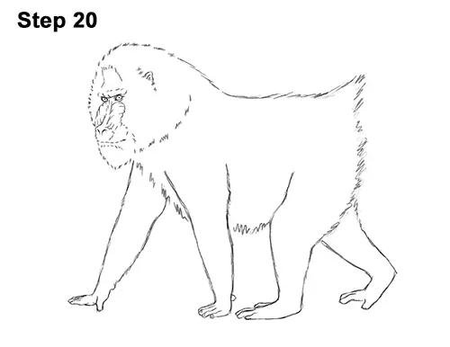 How to Draw Male Mandrill Baboon Monkey Walking 20