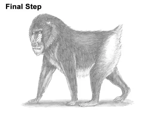 How to Draw Male Mandrill Baboon Monkey Walking