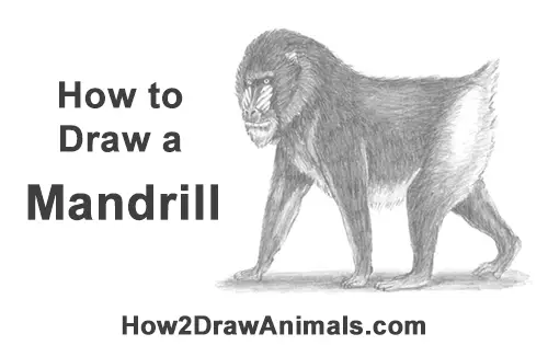 How to Draw Male Mandrill Baboon Monkey Walking Rafiki