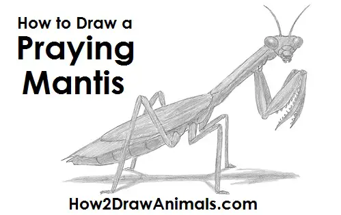 Draw Praying Mantis