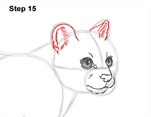 How to Draw a Margay Wild Cat 15