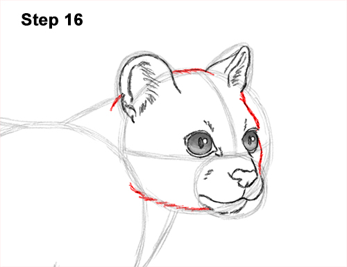 How to Draw a Margay Wild Cat 16