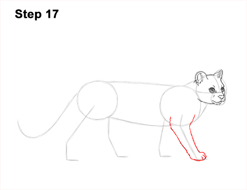 How to Draw a Margay Wild Cat 17